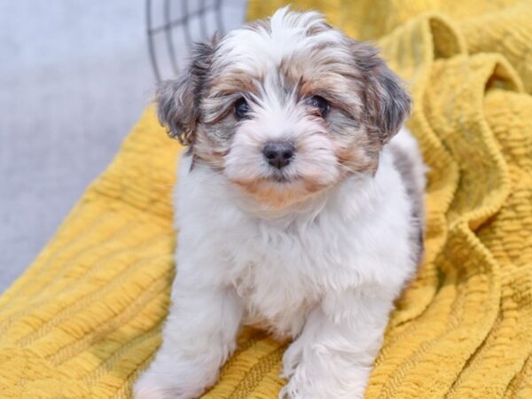 [#37343] Blue Merle Parti Female Yorkiepoo Puppies for Sale