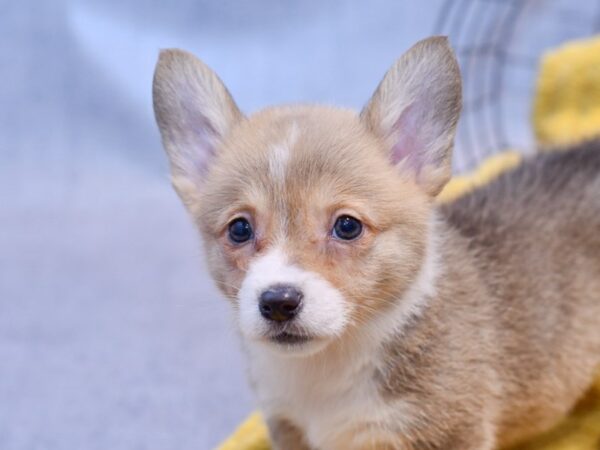 [#37344] Red Tri Female Pembroke Welsh Corgi Puppies for Sale