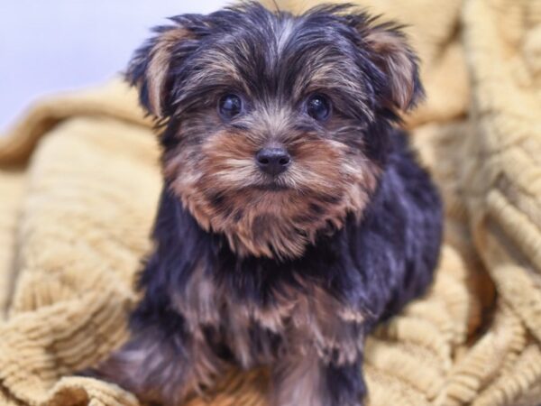 [#37345] Black / Tan Male Yorkshire Terrier Puppies for Sale