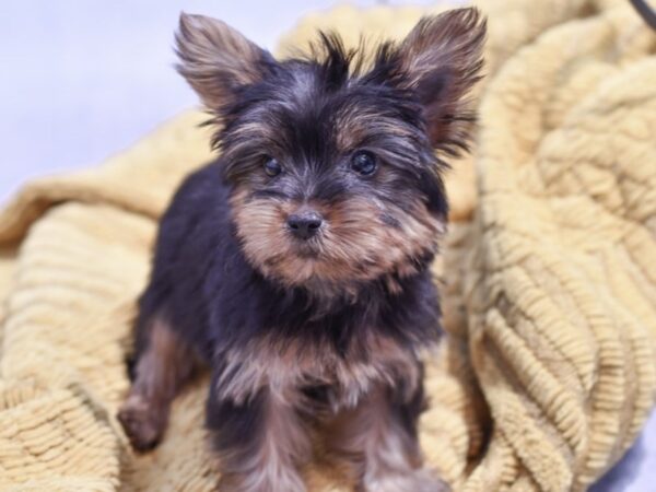 [#37346] Black / Tan Female Yorkshire Terrier Puppies for Sale