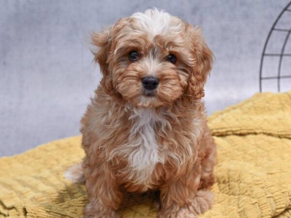 [#37350] Ruby Male Cavapoo Puppies for Sale