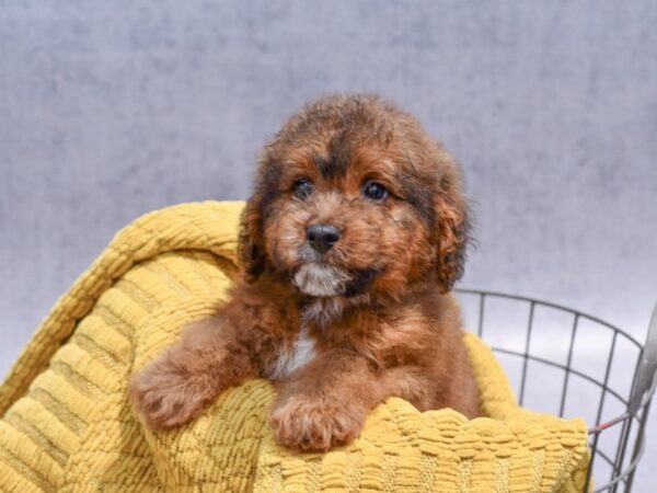 [#37351] Brown Male Bernedoodle Puppies for Sale