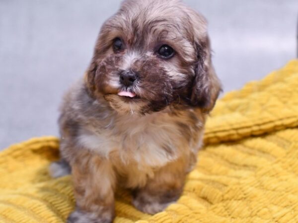 [#37352] Silver / White Male Daisy Dog Puppies for Sale