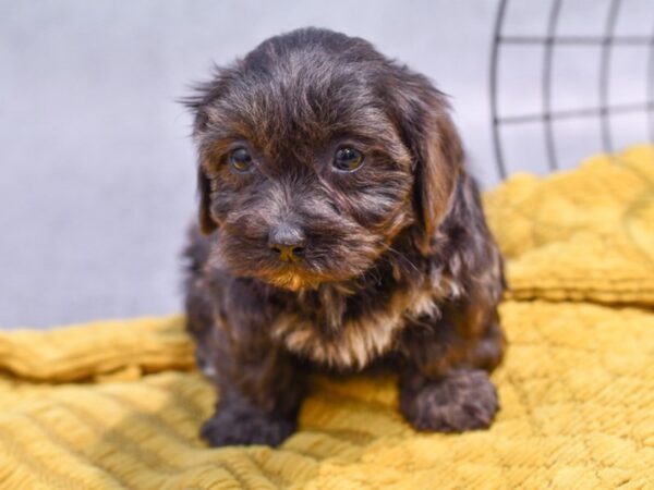 [#37353] Blue Female Daisy Dog Puppies for Sale