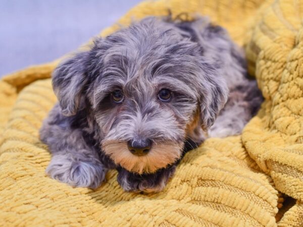 [#37355] Blue Merle Male Schnoodle Puppies for Sale
