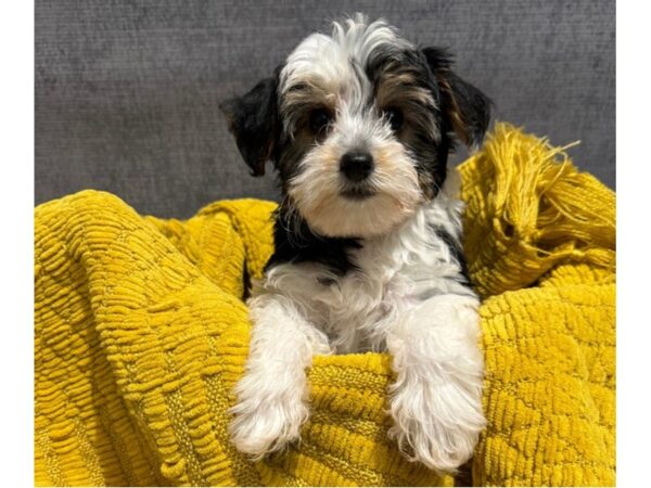 [#37361] Black & White Tri Female Yorkiepoo Puppies for Sale