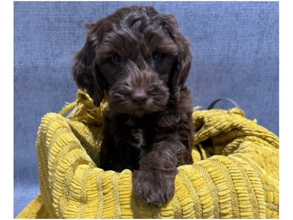 [#37357] Chocolate & White Female Mini Newfiepoo Puppies for Sale