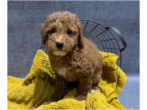 [#37359] Apricot & White Male Miniature Poodle Puppies for Sale