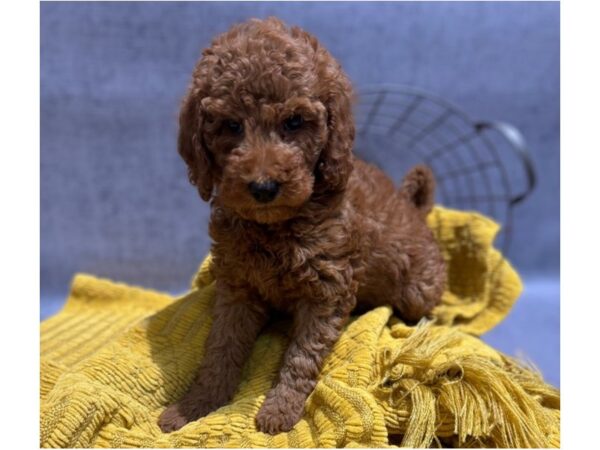 [#37360] Red Female Mini Goldendoodle Puppies for Sale