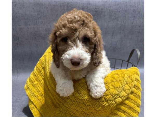[#37358] Parti Female Mini Newfiepoo Puppies for Sale