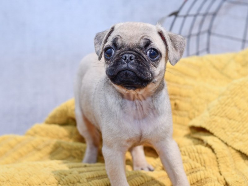 Pug Puppies For Sale - Petland Novi, Michigan