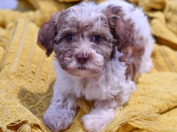 Teddy bear schnoodle puppies for sale near me top