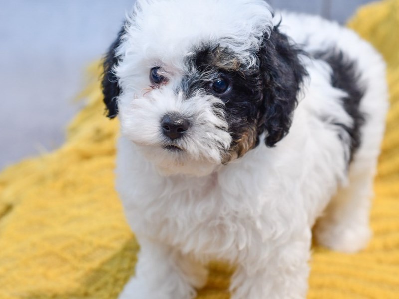 Bichonpoo Puppies For Sale Petland Novi, Michigan