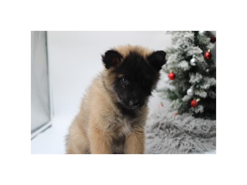 Belgian tervuren puppies for sale sales near me