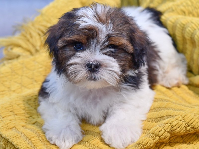 Morkie tzu sales