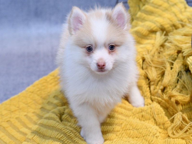 Dogs and Puppies for Sale Petland Novi, Michigan Puppy Store