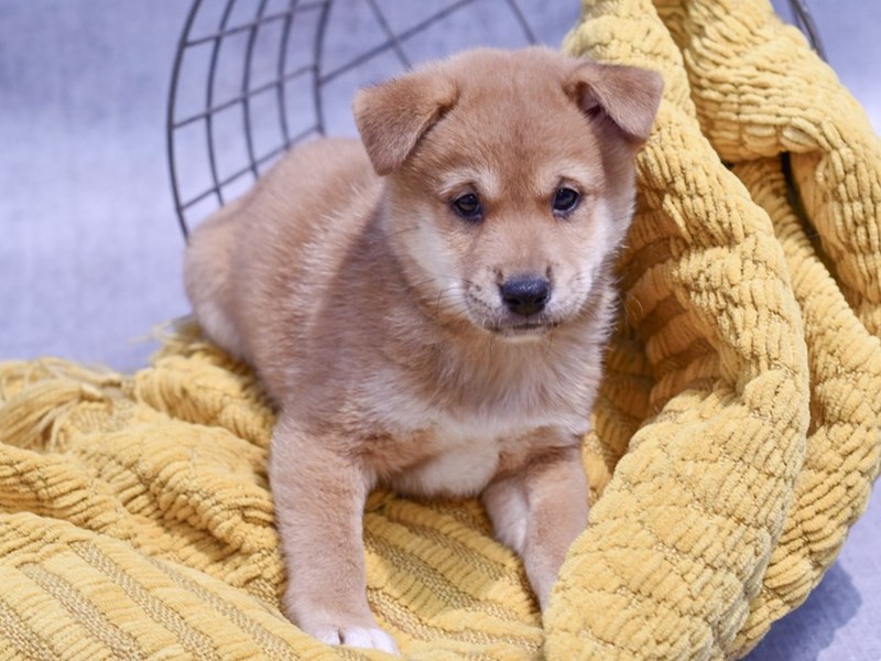 Dogs and Puppies for Sale Petland Novi, Michigan Puppy Store