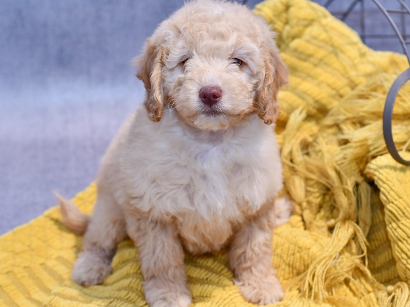 Dogs and Puppies for Sale Petland Novi, Michigan Puppy Store
