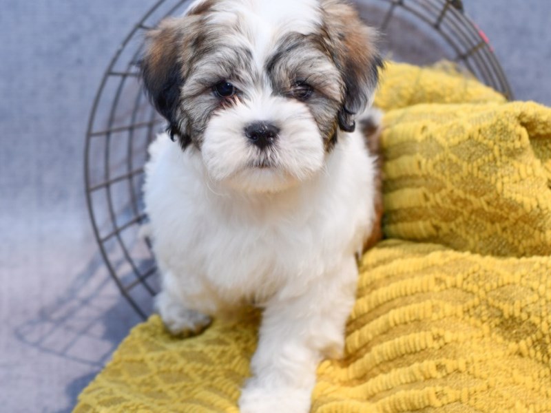 Dogs and Puppies for Sale Petland Novi, Michigan Puppy Store