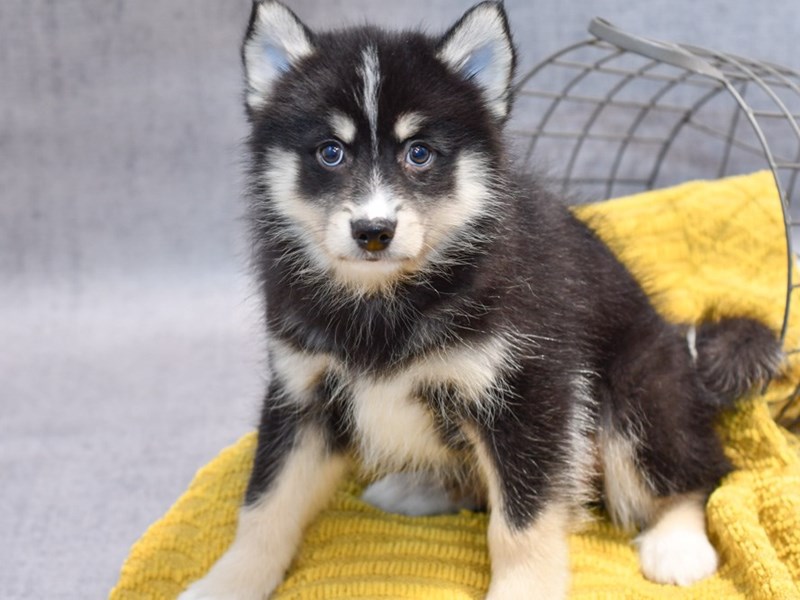 Dogs and Puppies for Sale Petland Novi, Michigan Puppy Store