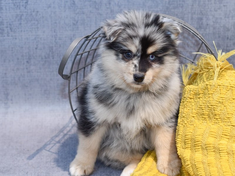 Dogs and Puppies for Sale Petland Novi, Michigan Puppy Store