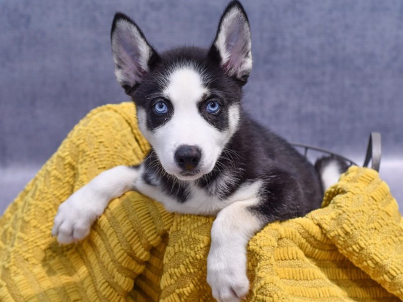 Dogs and Puppies for Sale Petland Novi, Michigan Puppy Store