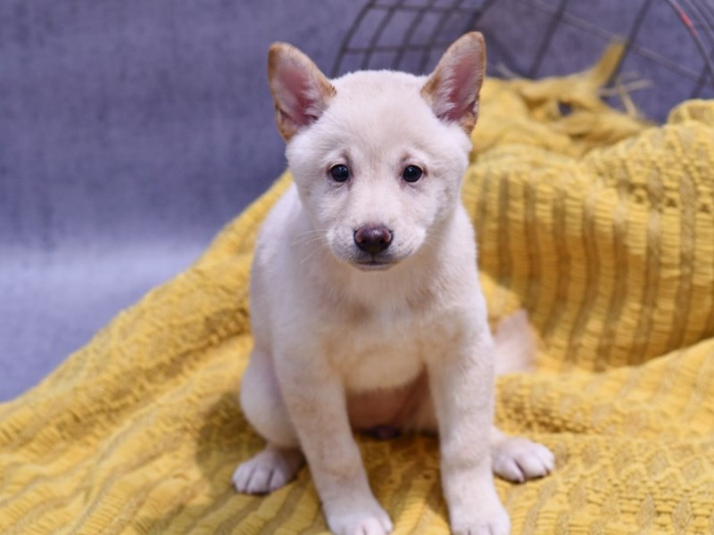 Dogs and Puppies for Sale Petland Novi, Michigan Puppy Store