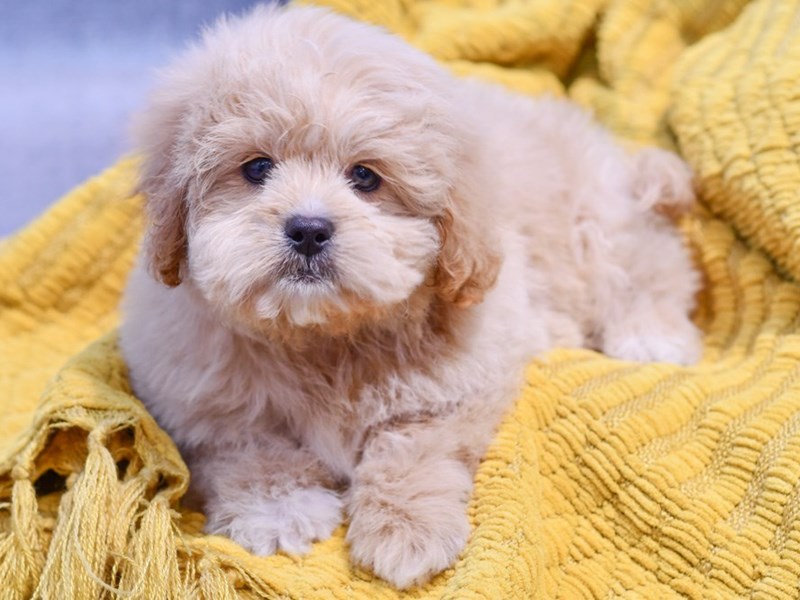 Dogs and Puppies for Sale Petland Novi, Michigan Puppy Store