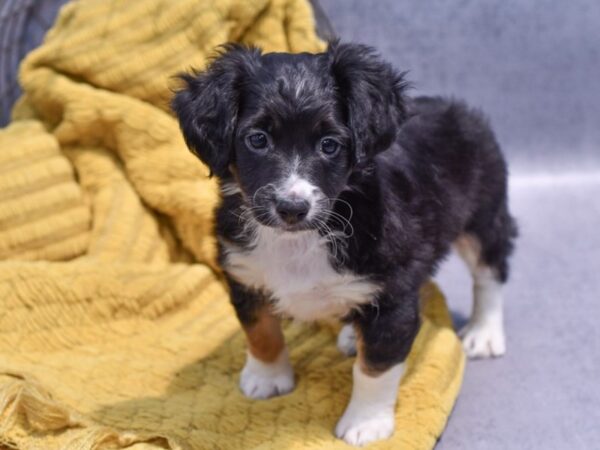 Petland cost deals of puppies