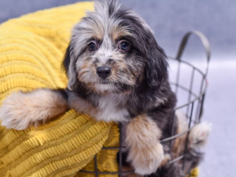 Dogs and Puppies for Sale Petland Novi, Michigan Puppy Store