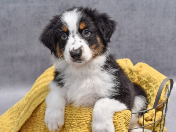 Puppies for sale pets at home deals