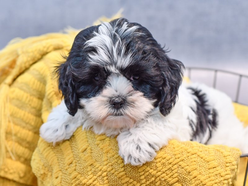 Daisy Dog For Sale Petland Novi, Michigan