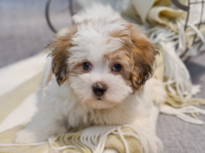 Coton De Tulear Puppies For Sale Petland Novi, Michigan