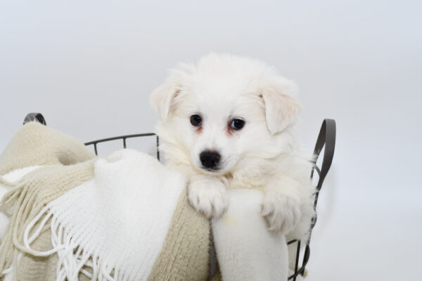 Small fluffy puppies for sale hotsell
