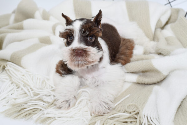 [#242554-03] - Chocolate / White F Miniature Schnauzer Puppies for Sale