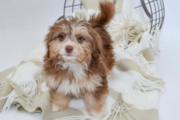 [#242632-01] - Chocolate / Tan M Havapoo Puppies for Sale