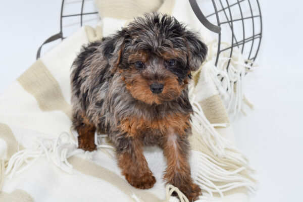 [#242646-05] - Black / Tan M Yorkiepoo Puppies for Sale