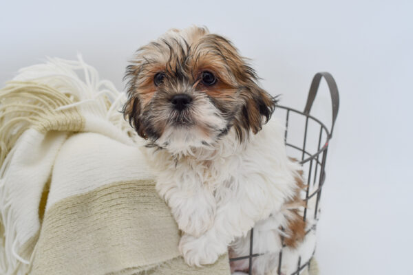[#242681-01] - Brown / White M Teddy Bear Puppies for Sale