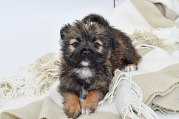 [#2512-09] - Brown / White F Poodle/Shiba Inu Puppies for Sale