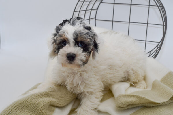 [#243373-02] - Chocolate Roan M Cock A Poo Puppies for Sale