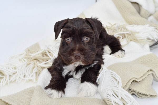 [#243832-01] - Chocolate M Miniature Schnauzer Puppies for Sale