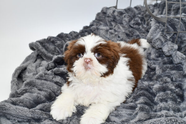 [#2529-02] - Chocolate / White M Shih Tzu Puppies for Sale
