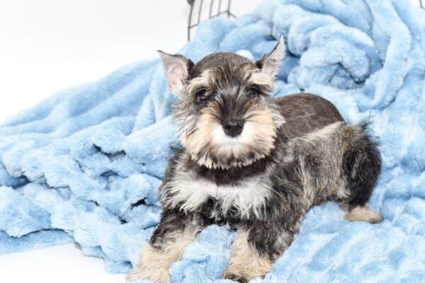 [#243400-01] - Salt / Pepper M Miniature Schnauzer Puppies for Sale