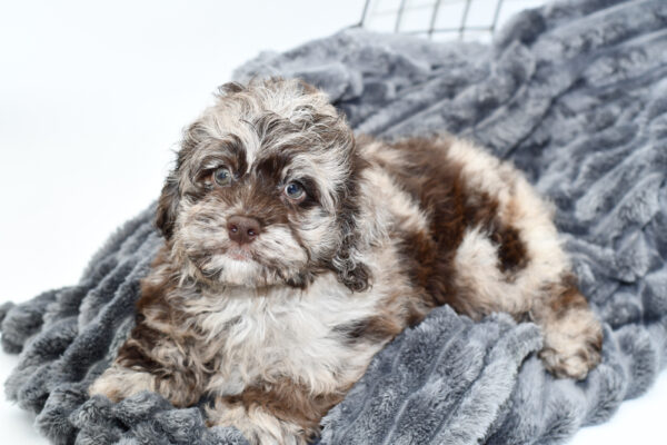 [#25103-01] - Chocolate Merle M Cock A Poo Puppies for Sale