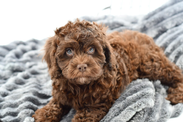 [#25103-04] - Chocolate F Cock A Poo Puppies for Sale