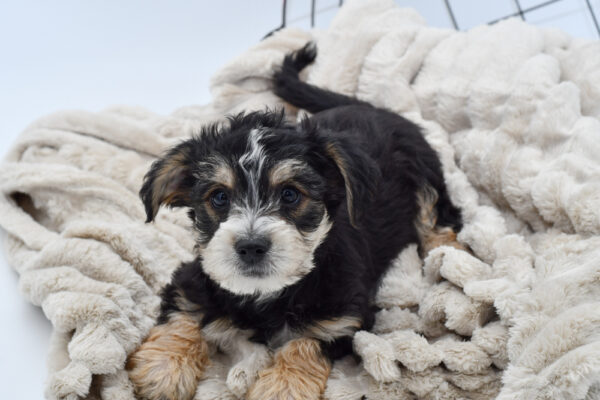 [#25131-01] - Black / Brown M Yochon Puppies for Sale