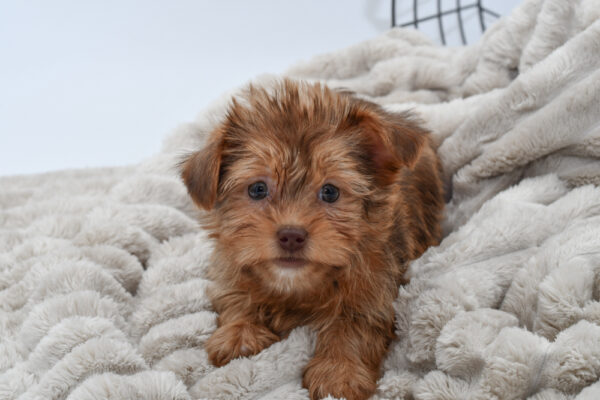 [#254-03] - Brown F Yorkie/Shih Tzu Puppies for Sale
