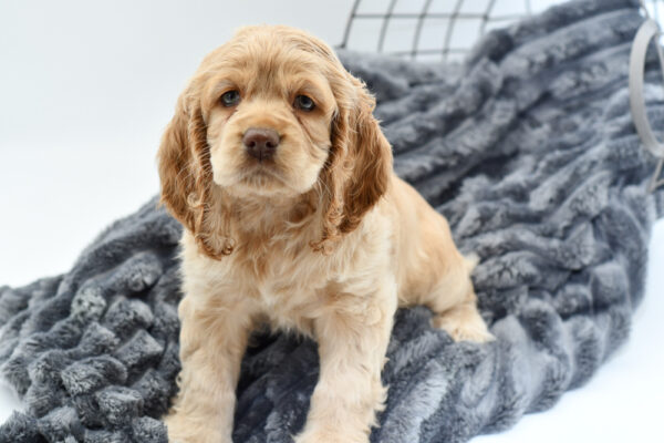 [#2581-06] - Buff F Cocker Spaniel Puppies for Sale