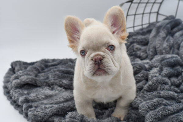 [#243649-01] - Cream M French Bulldog Puppies for Sale