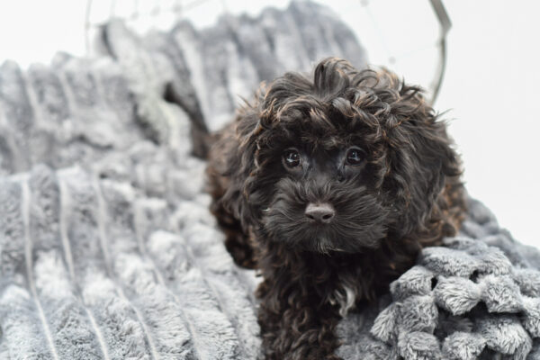 [#243760-02] - Chocolate M Labradoodle Mini 2nd Gen Puppies for Sale